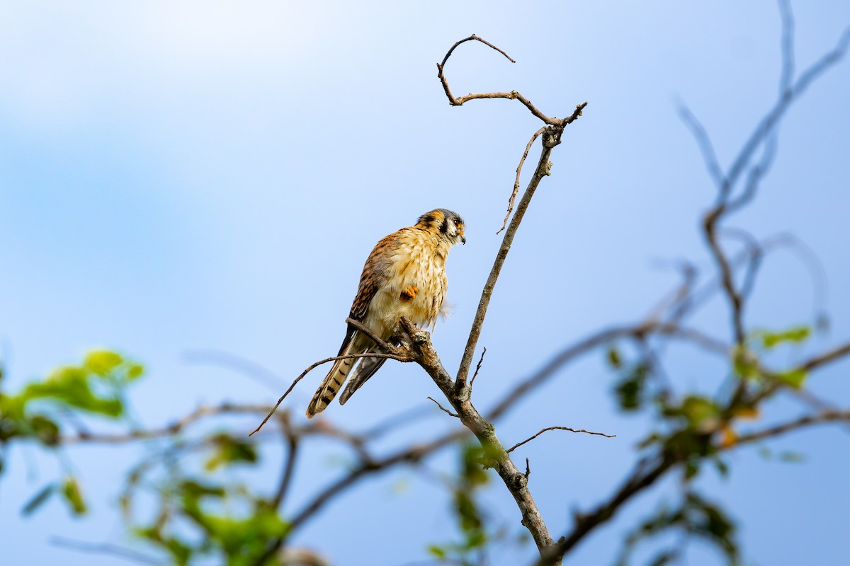 American Kestrel - ML620486707