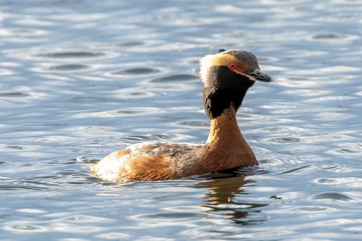 Horned Grebe - ML620486708