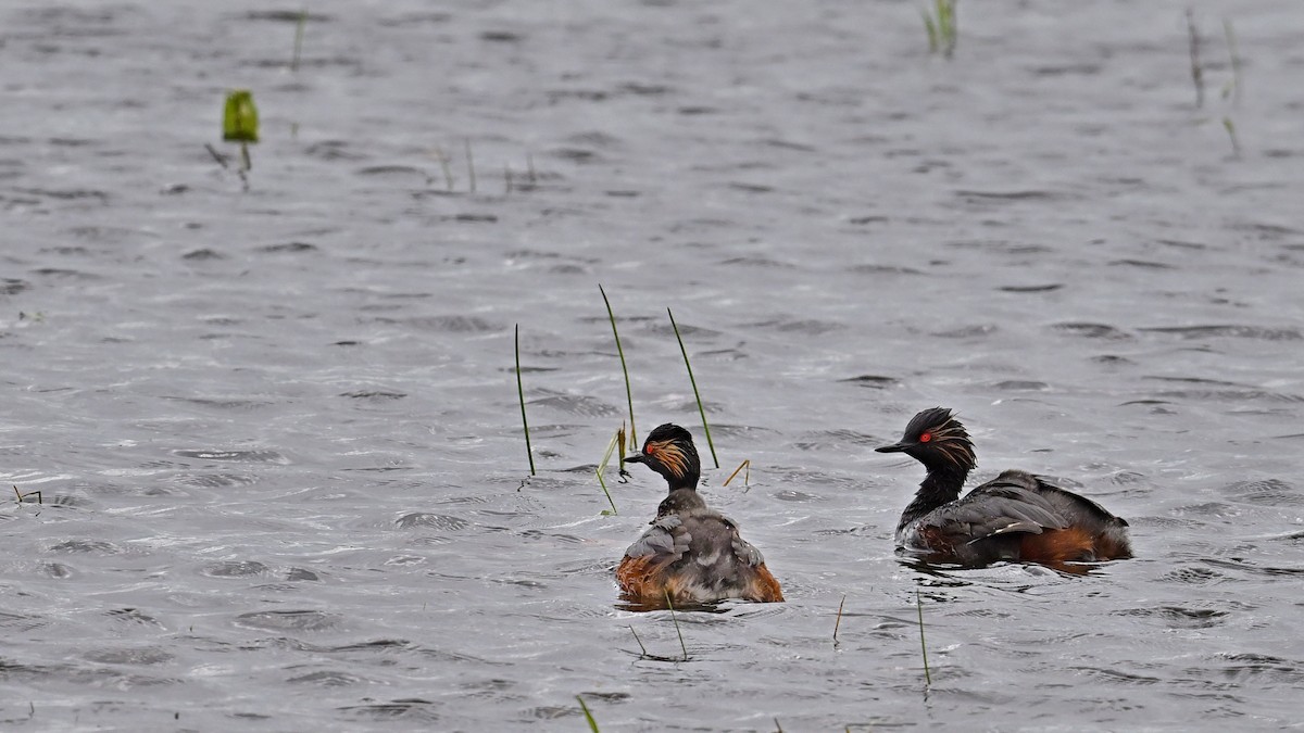 Eared Grebe - ML620486710