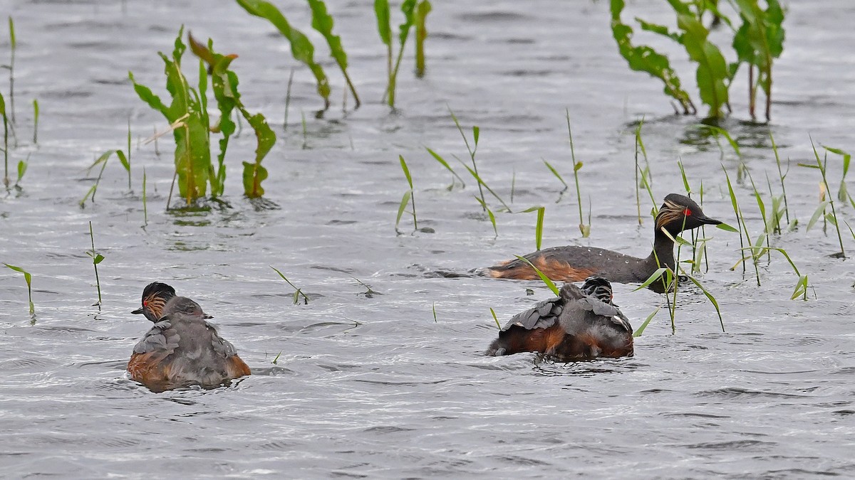 Eared Grebe - ML620486711