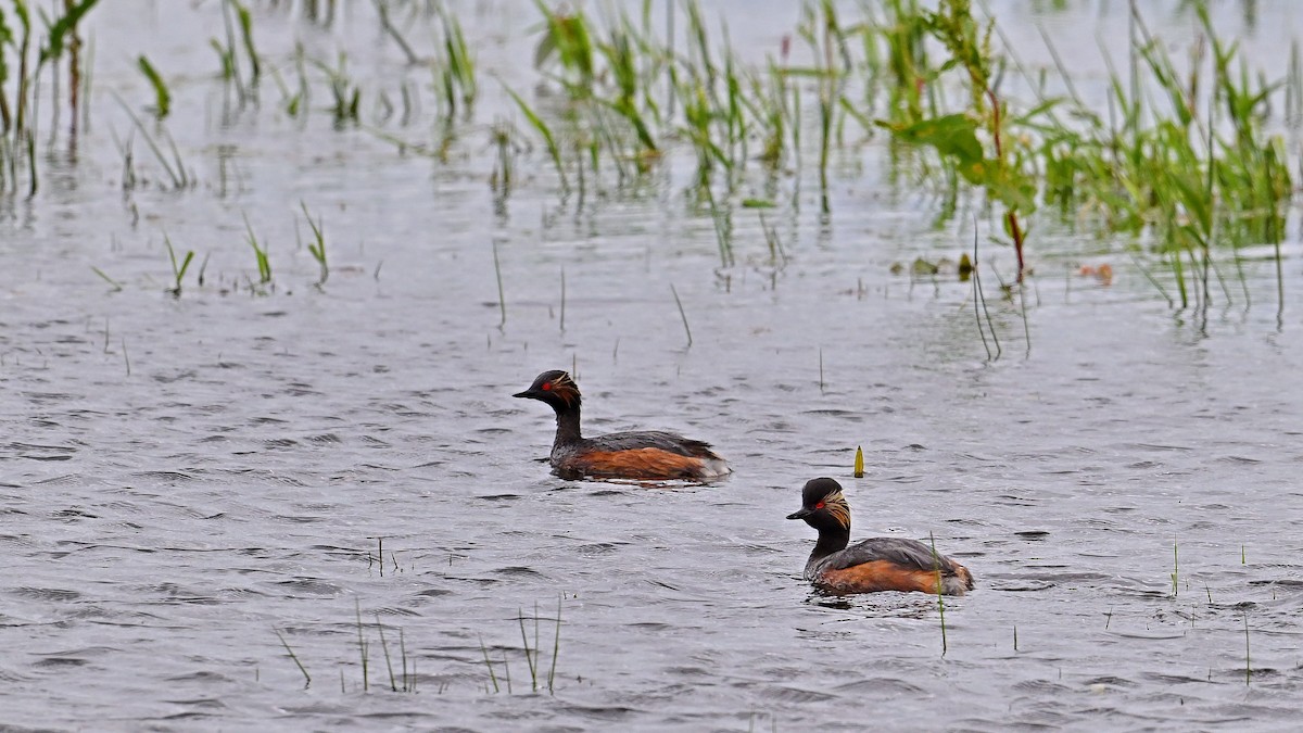 Eared Grebe - ML620486712