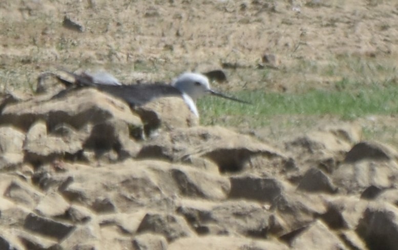 Black-winged Stilt - ML620486713