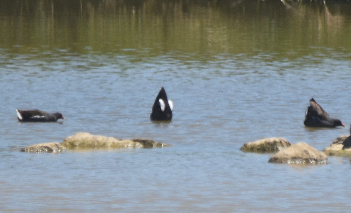 Eurasian Moorhen - ML620486717