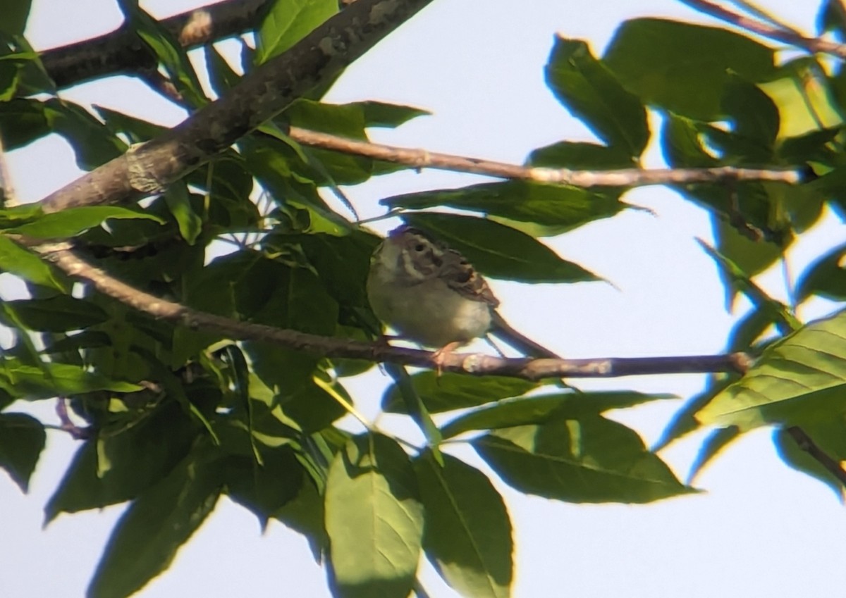 Clay-colored Sparrow - ML620486720