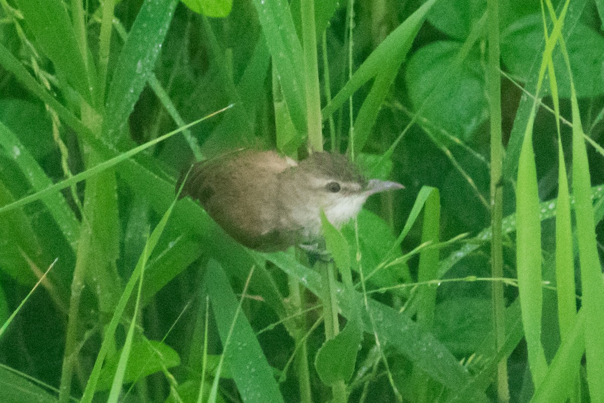 Oriental Reed Warbler - ML620486729