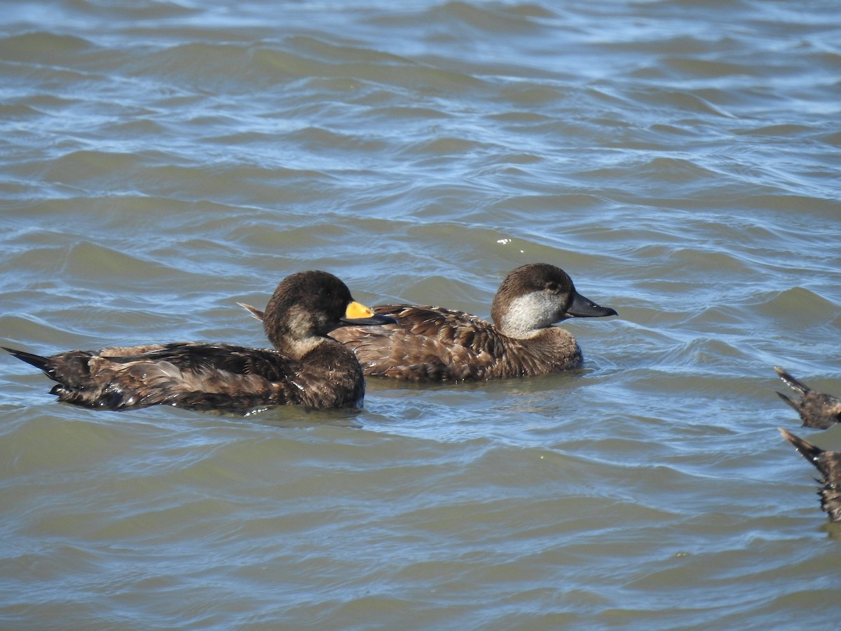 Black Scoter - ML620486731