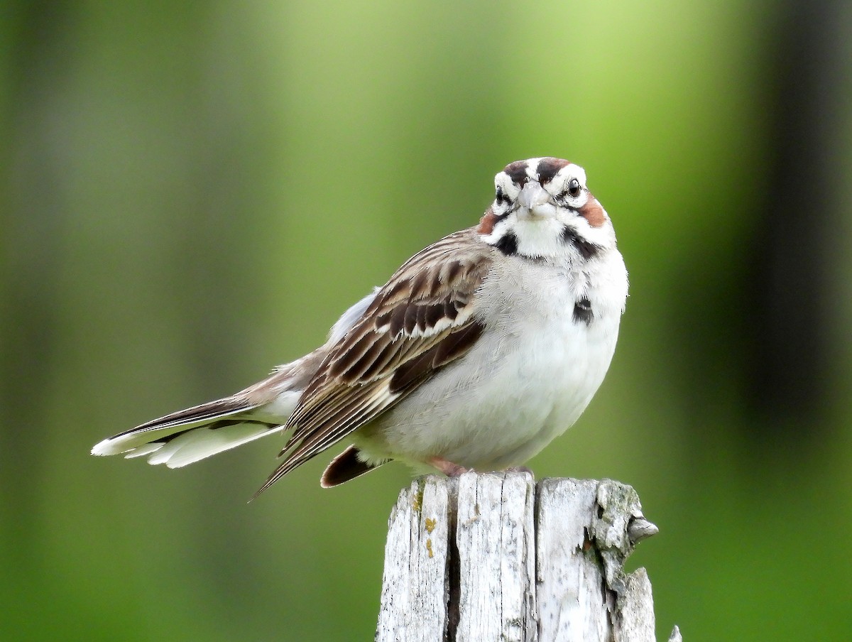 Lark Sparrow - ML620486737