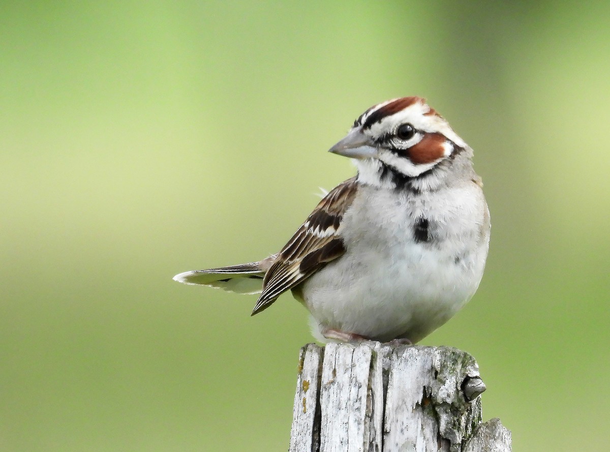 Lark Sparrow - ML620486738