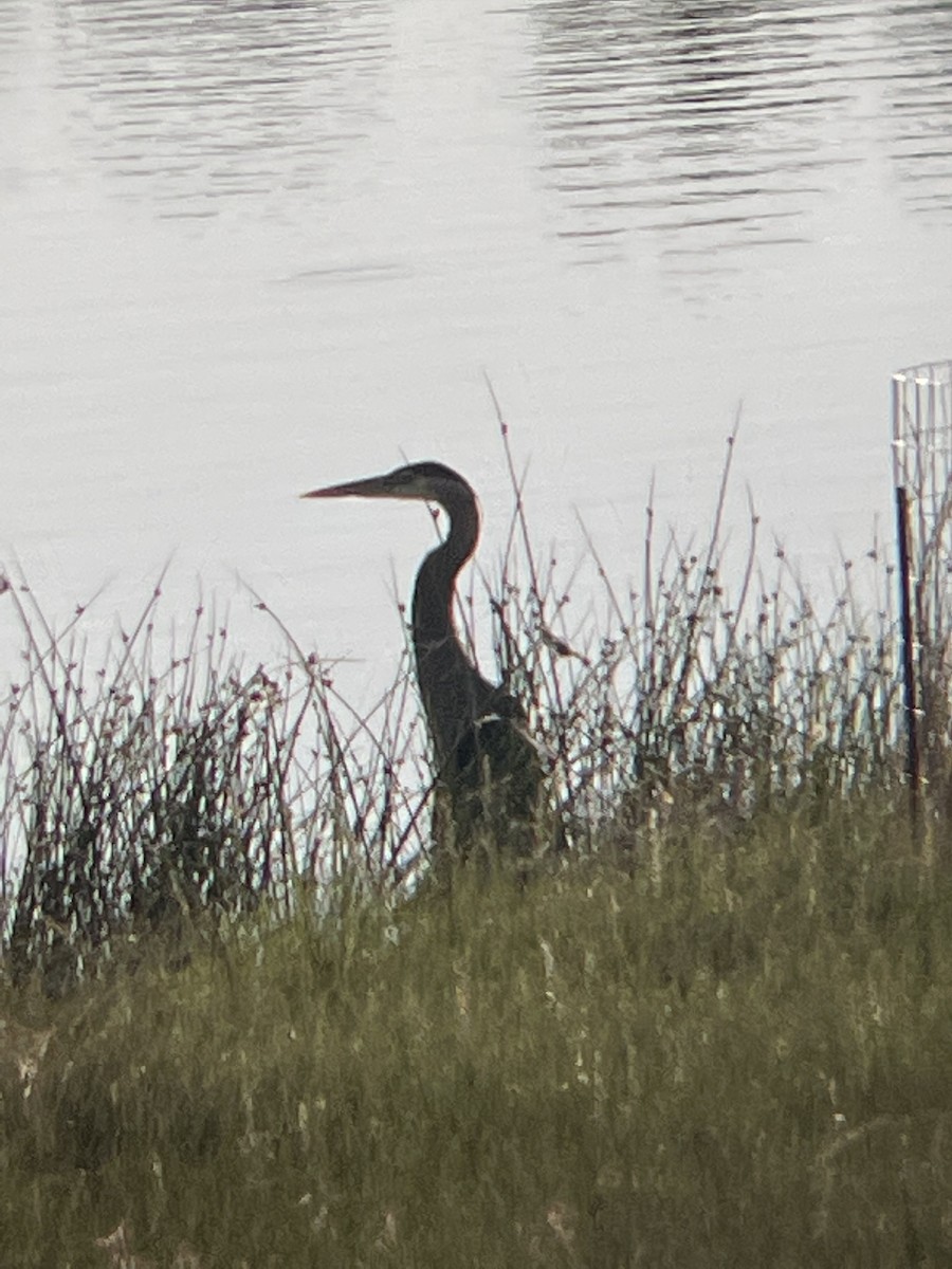 Great Blue Heron - Johnny Tucker