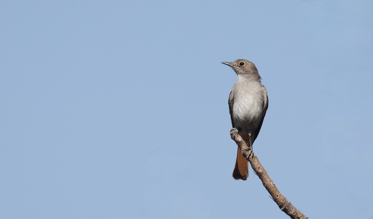 Familiar Chat - ML620486742