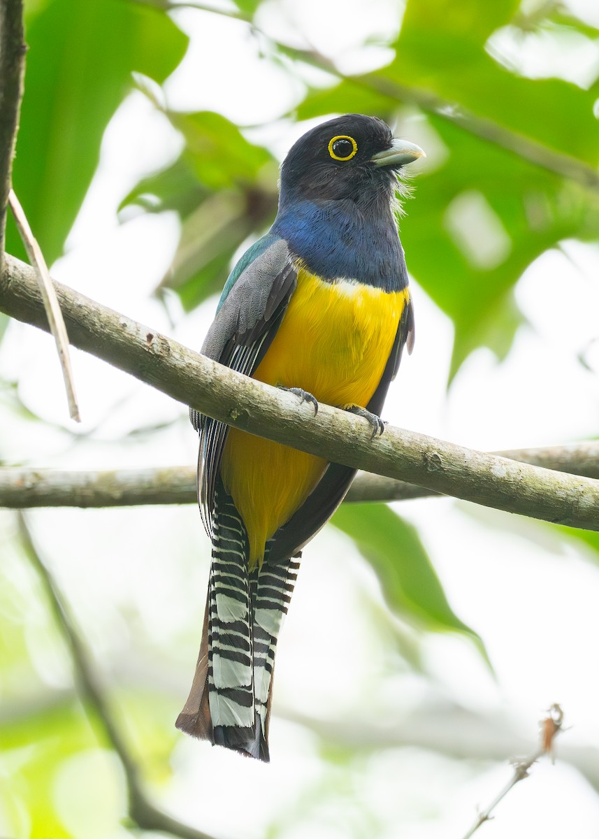 Gartered Trogon - ML620486743