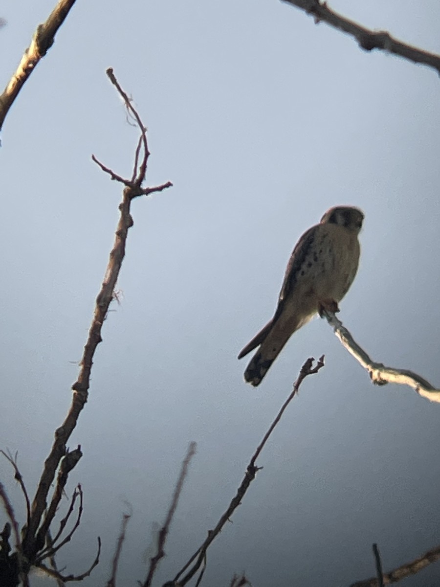 American Kestrel - ML620486744