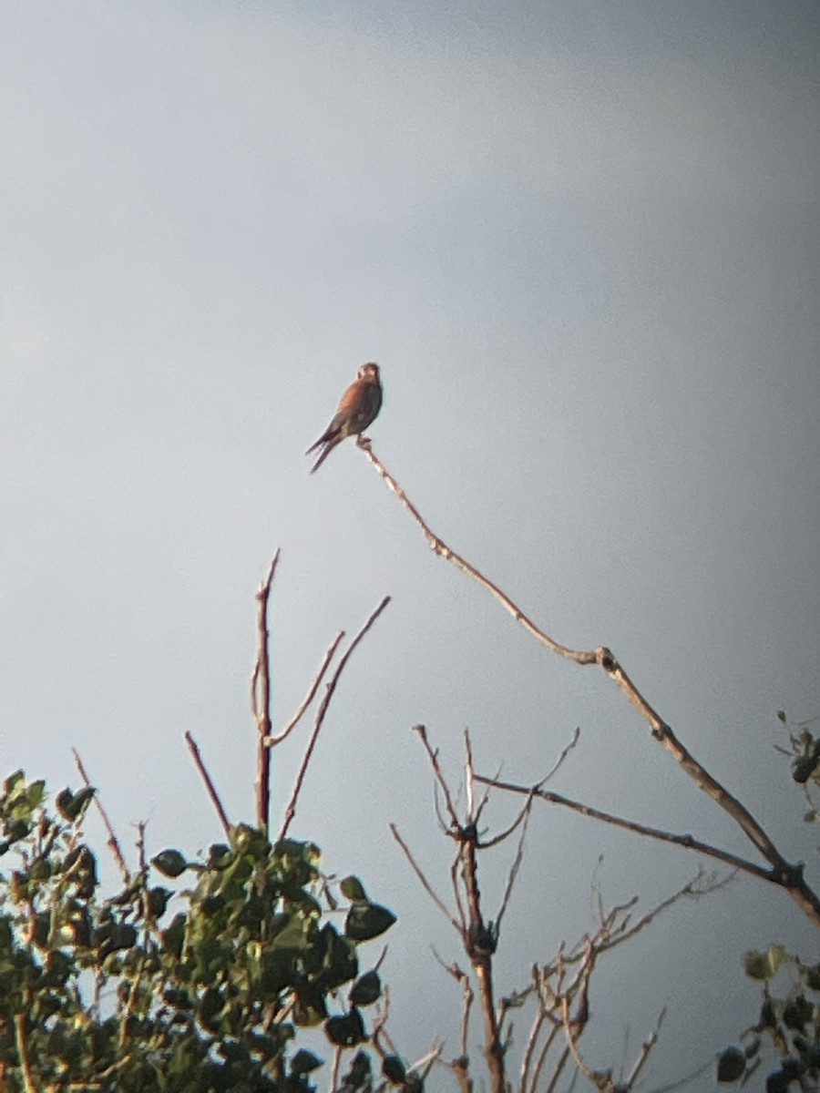 American Kestrel - ML620486746