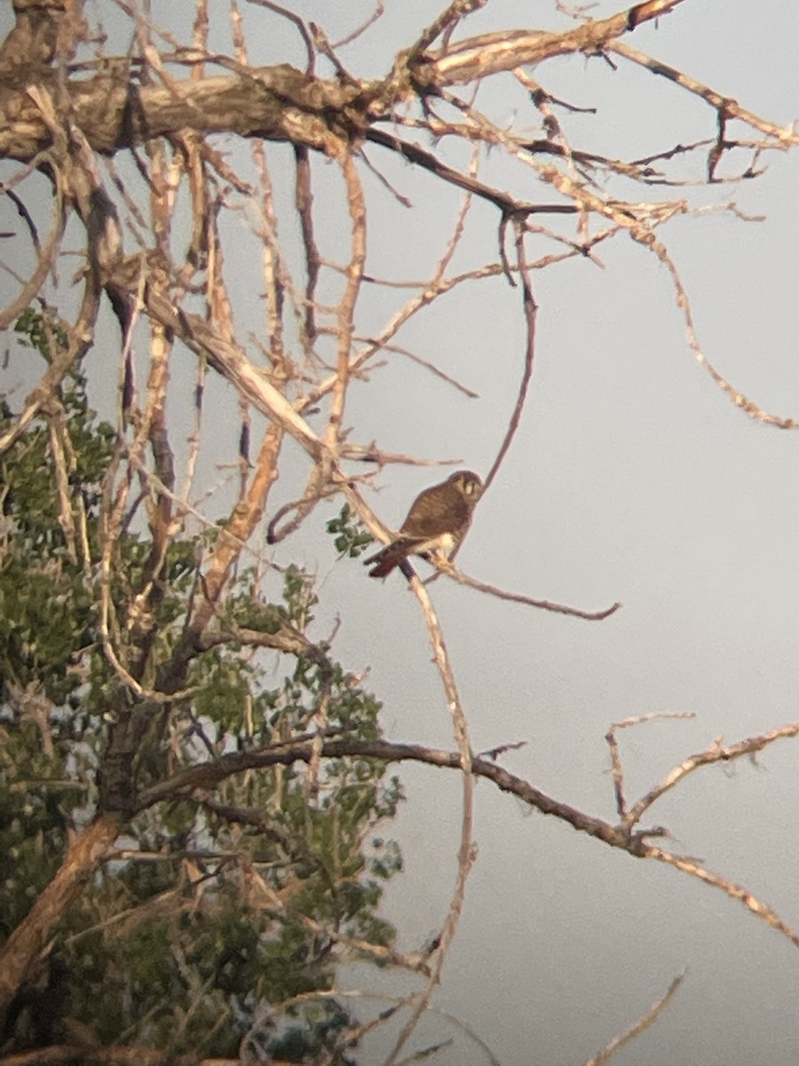 American Kestrel - ML620486747