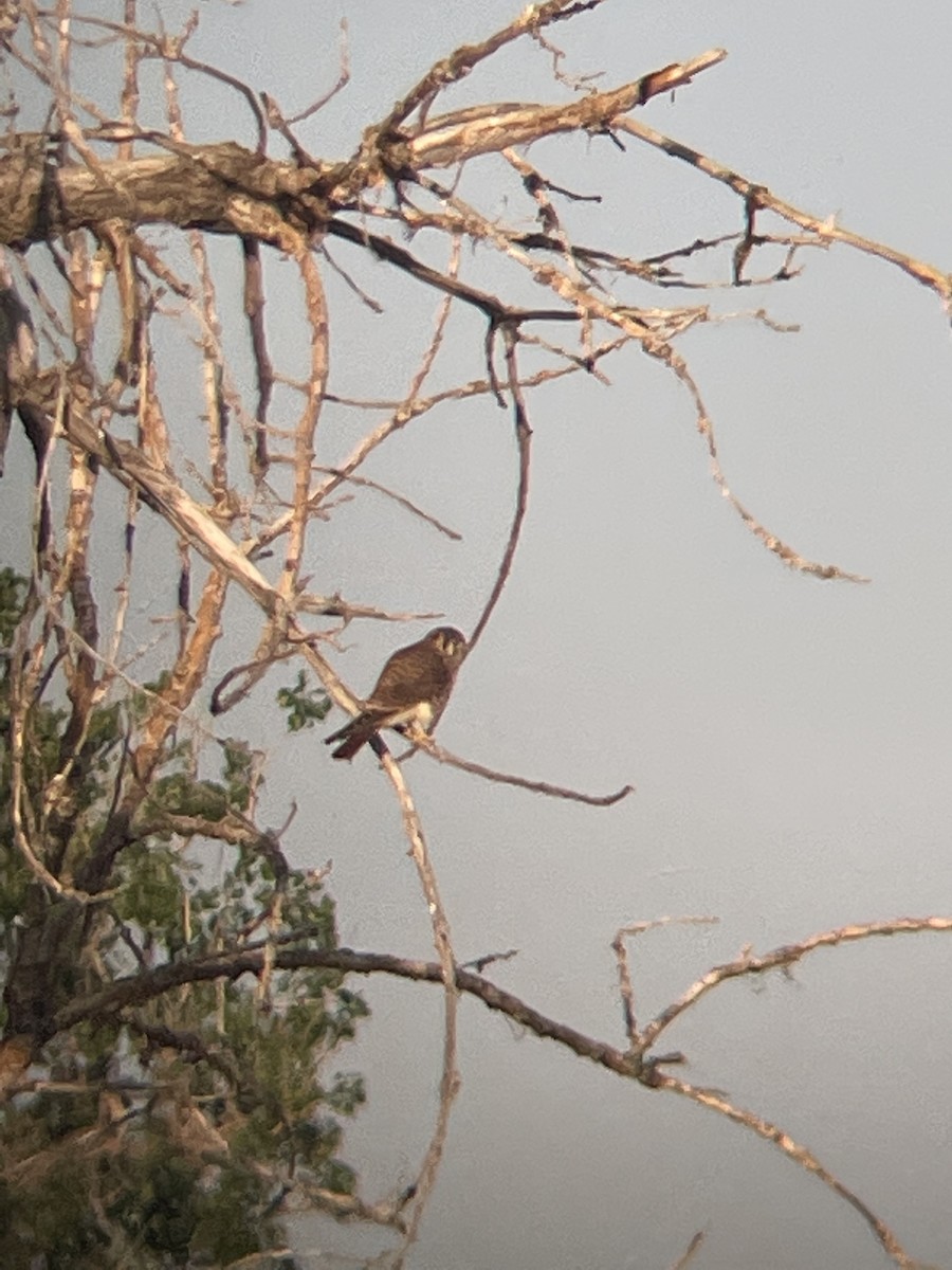 American Kestrel - ML620486748