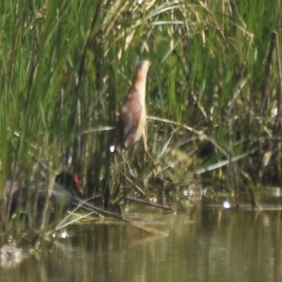 Little Bittern - ML620486749