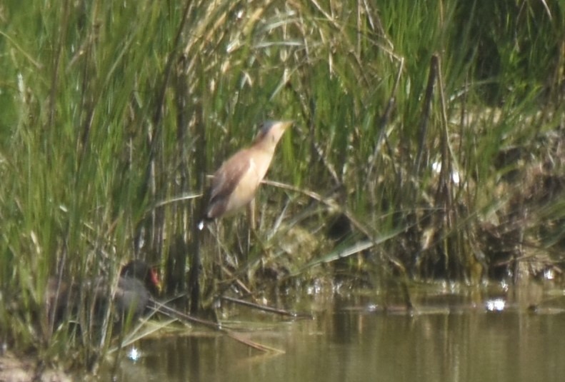 Little Bittern - ML620486750