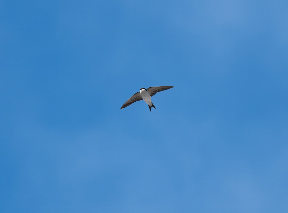 Western House-Martin - ML620486759