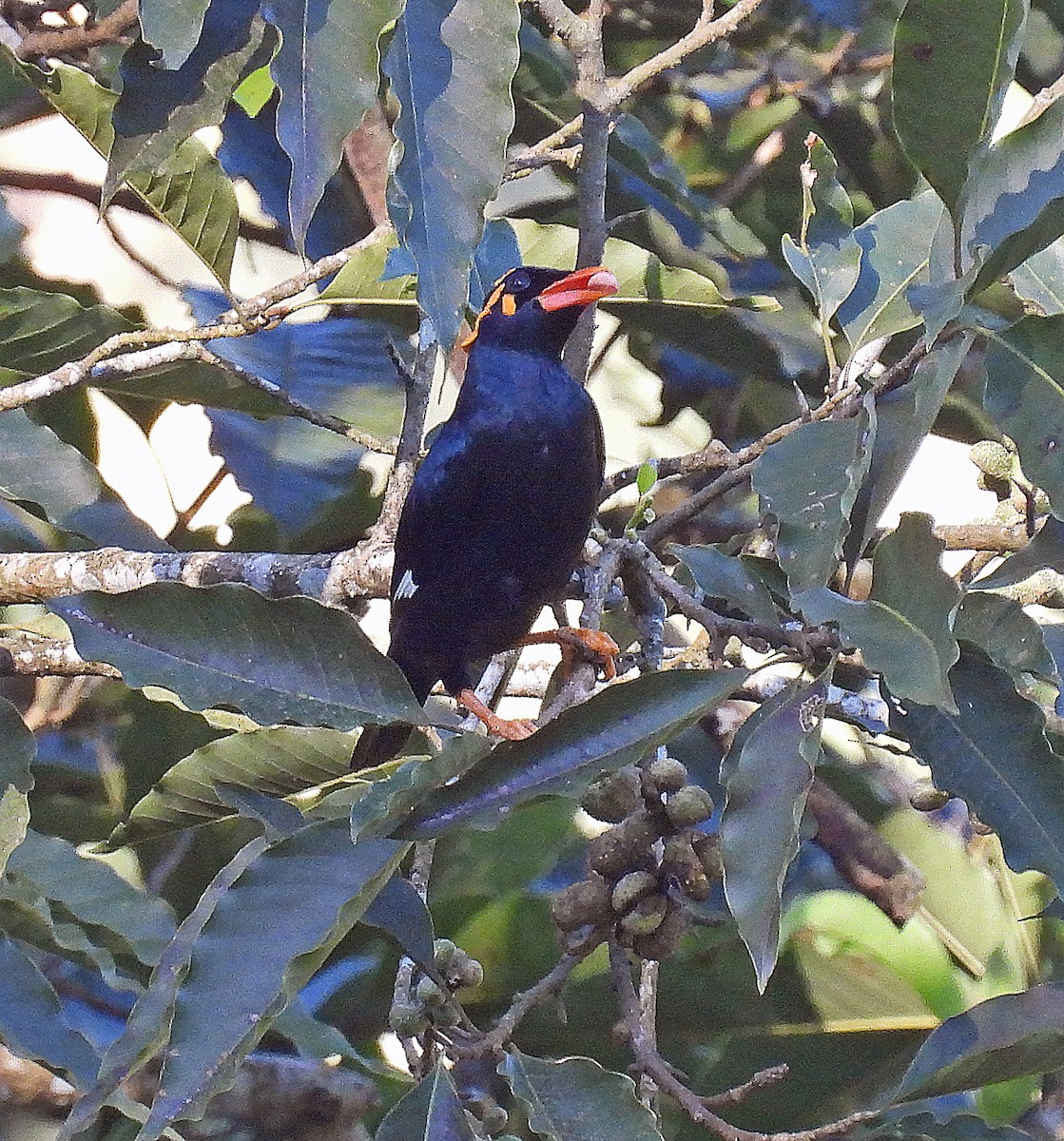 Southern Hill Myna - ML620486764