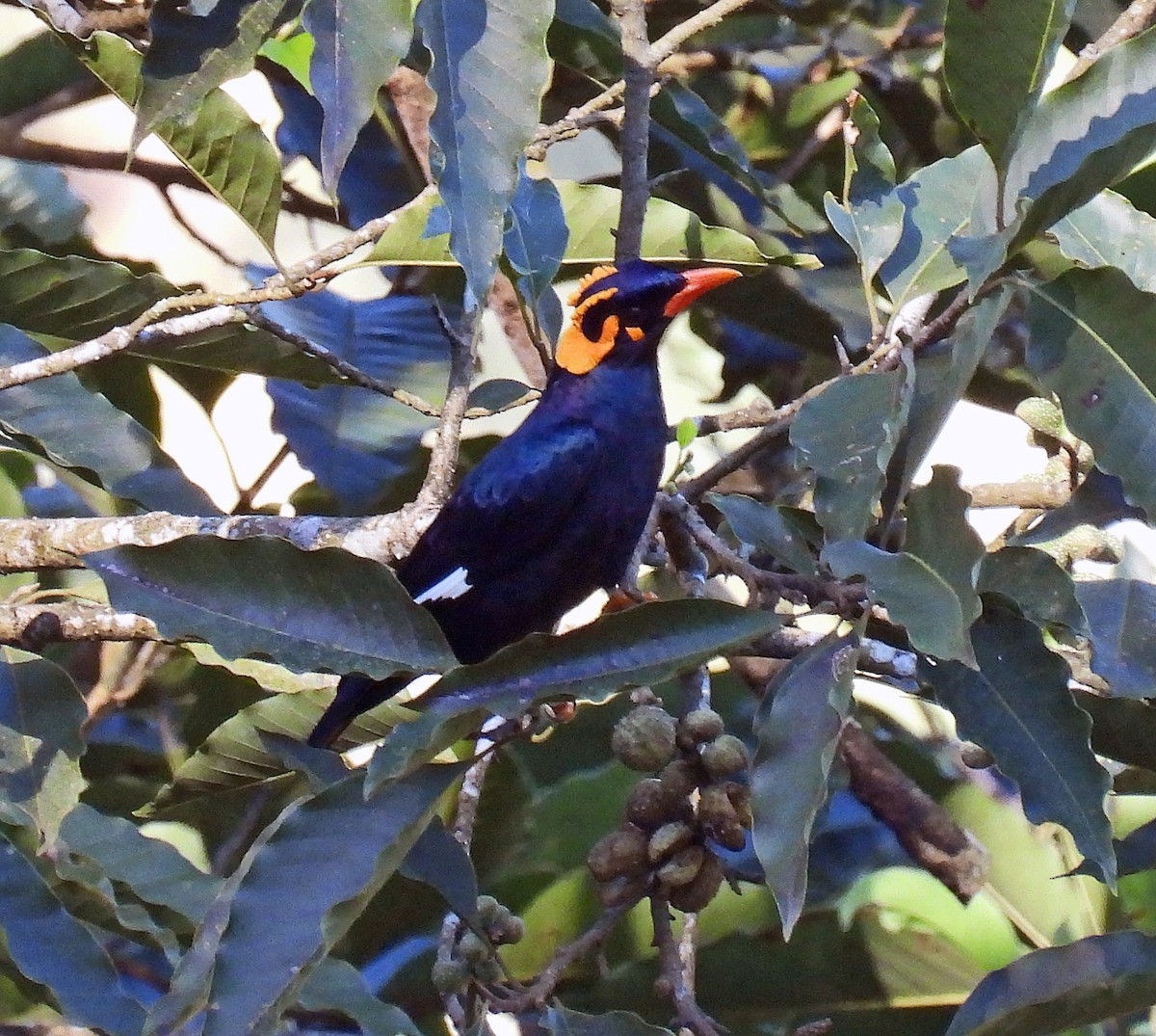 Southern Hill Myna - ML620486765