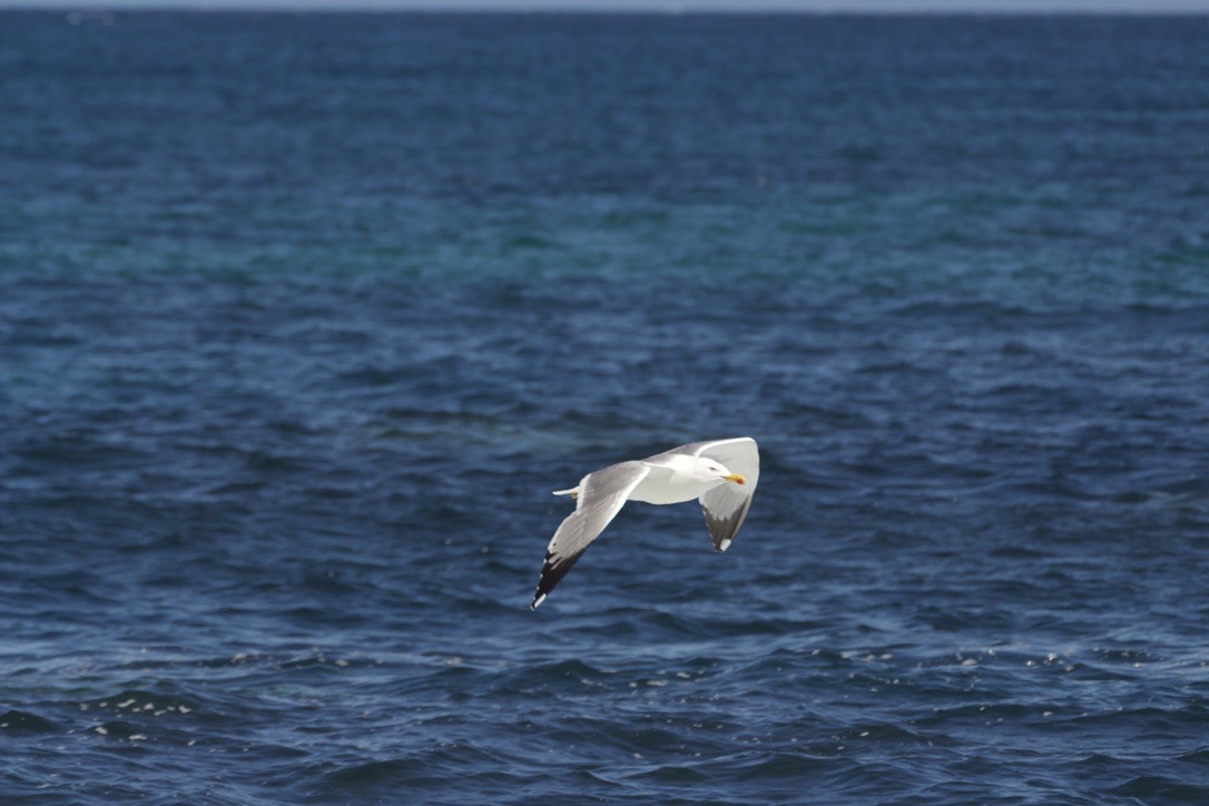 Yellow-legged Gull - Alvaro Ortega Colina