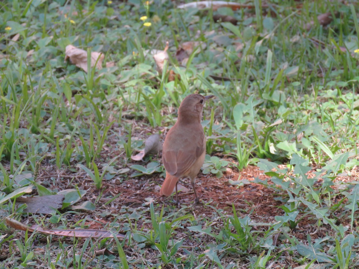 Rufous Hornero - Luiz Fernando de Andrade Figueiredo Luiz Fernando