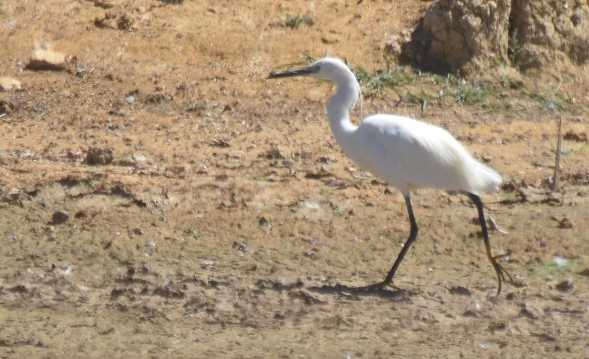 Little Egret - ML620486777