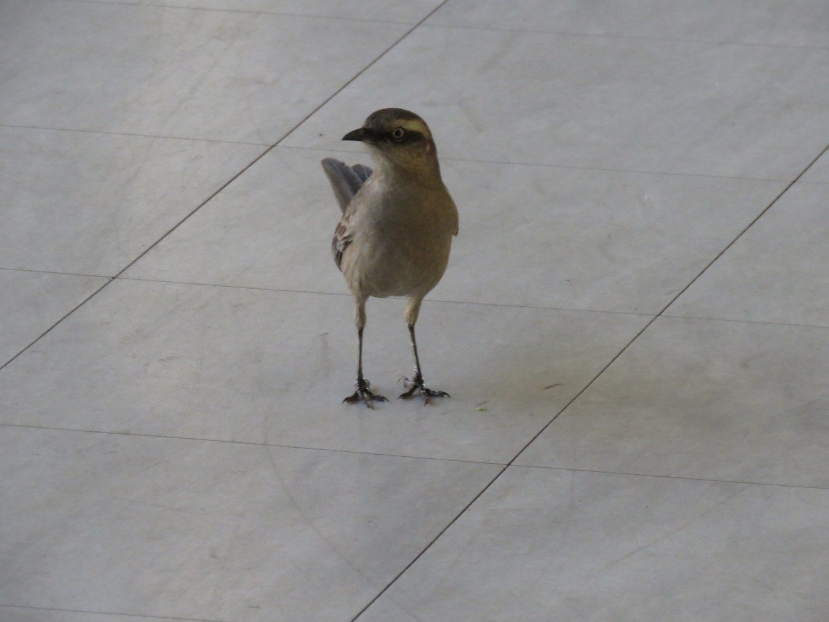 Chalk-browed Mockingbird - ML620486778