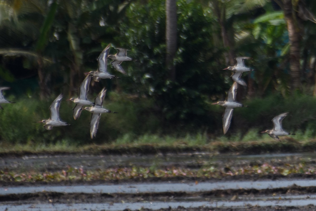 Black-tailed Godwit - H Nambiar