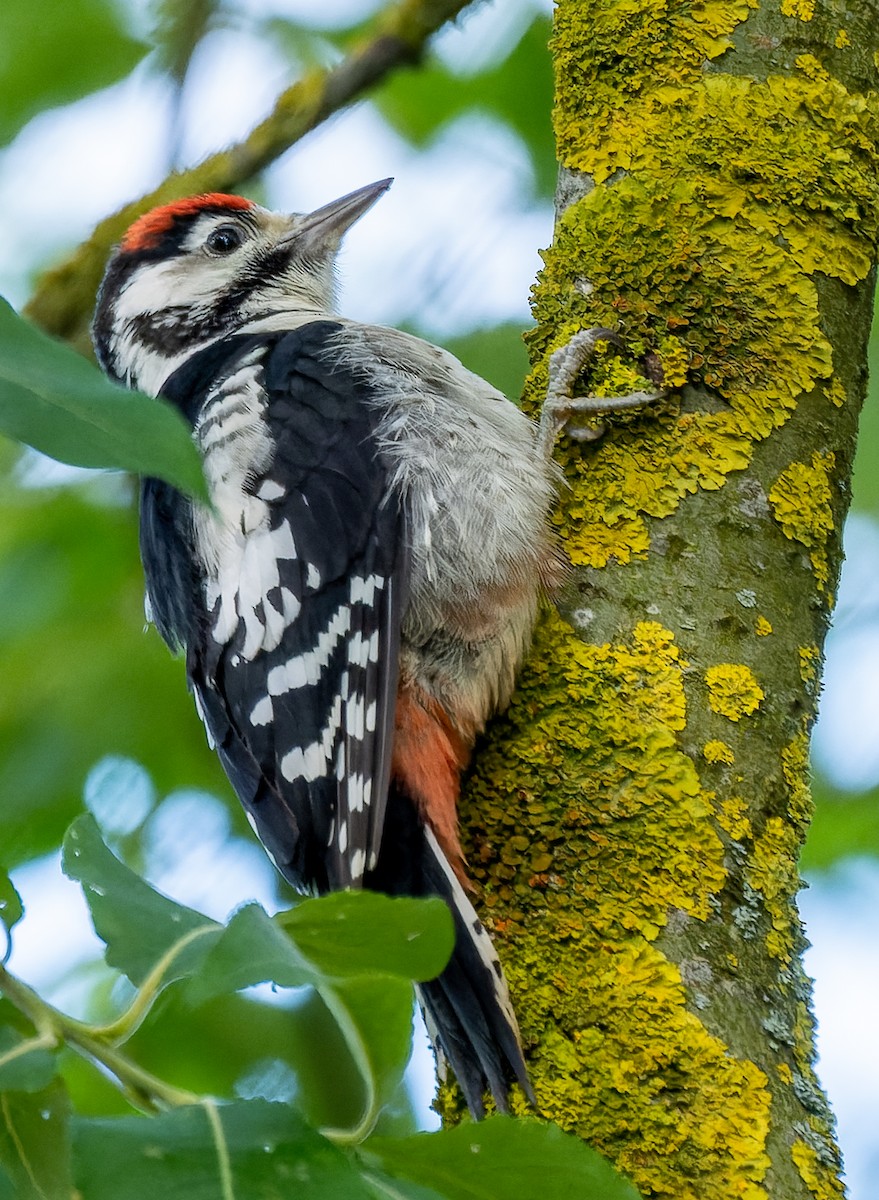Great Spotted Woodpecker - ML620486786