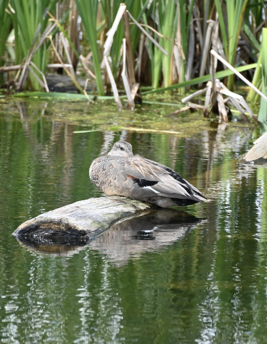 Gadwall - ML620486789