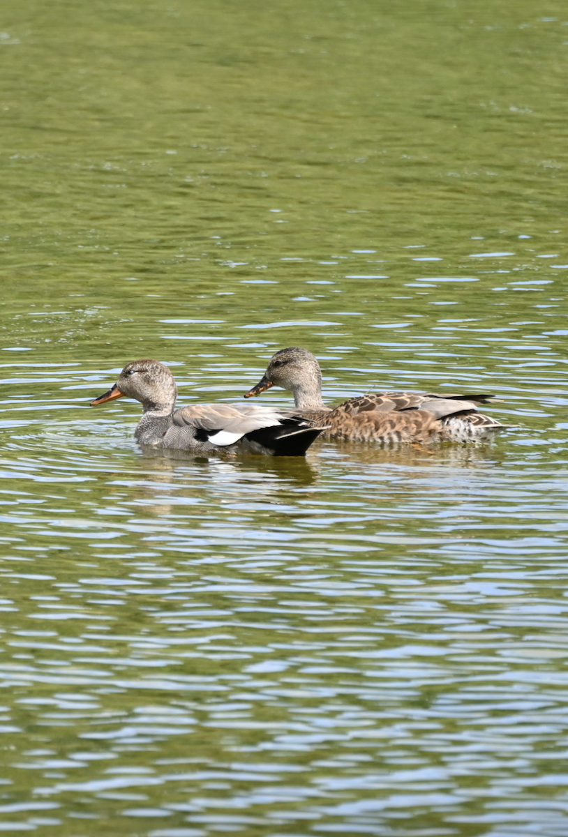 Gadwall - ML620486790