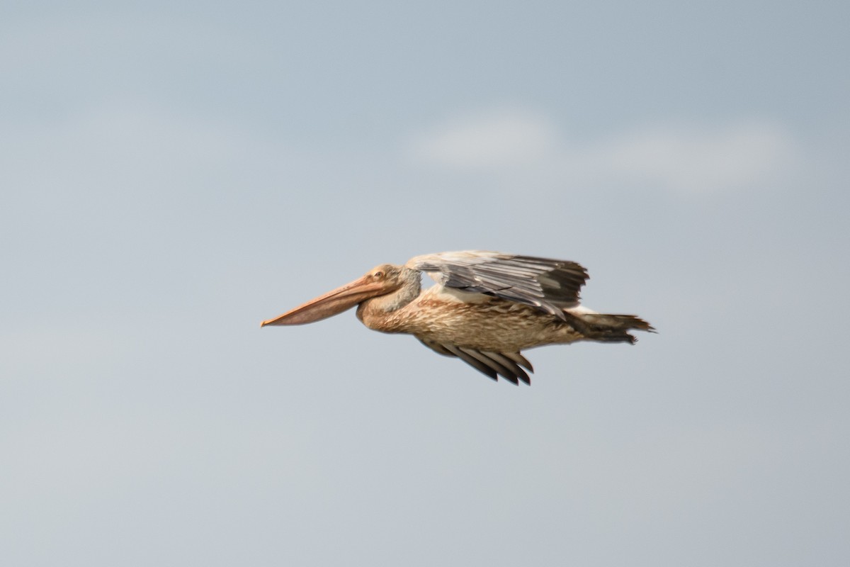 Spot-billed Pelican - ML620486794