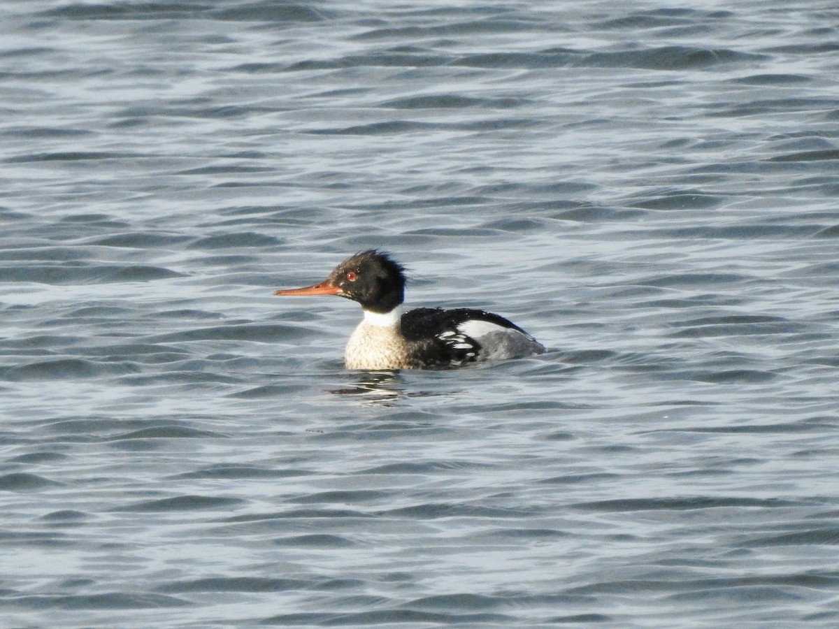 Red-breasted Merganser - ML620486801