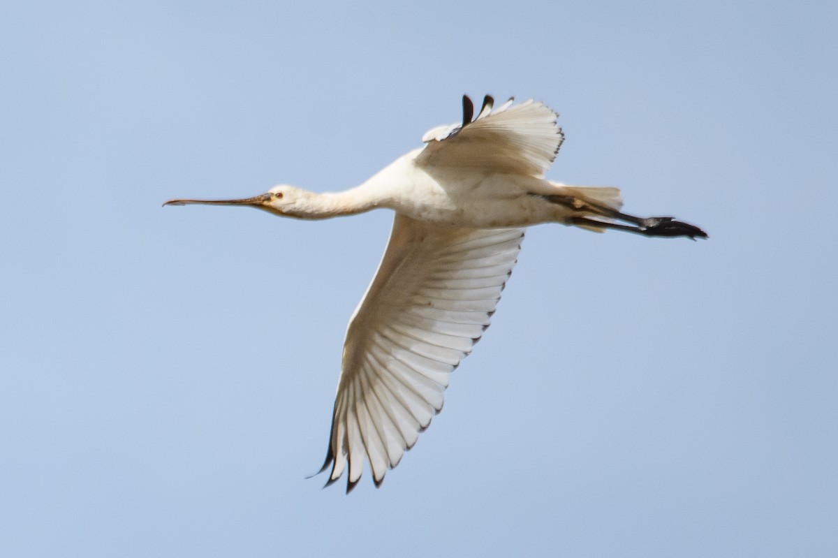 Eurasian Spoonbill - ML620486802