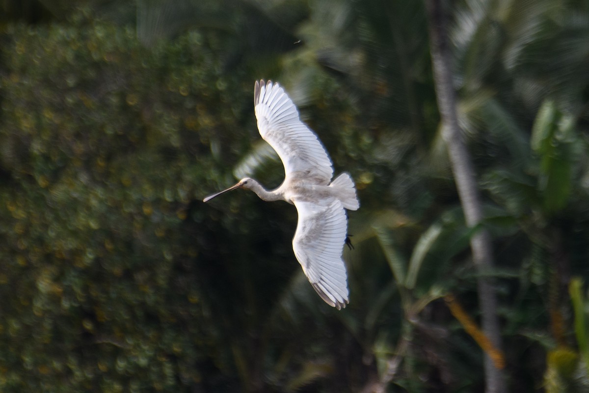 Eurasian Spoonbill - ML620486804