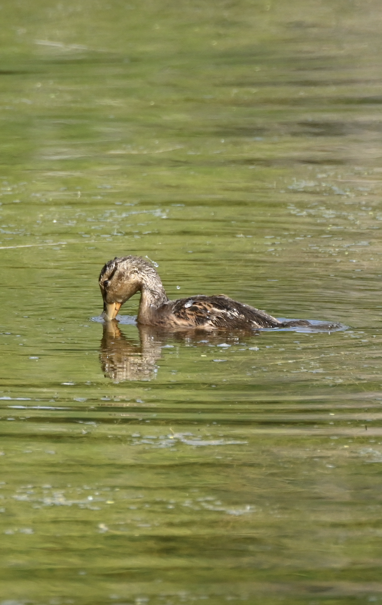 Mallard - ML620486805