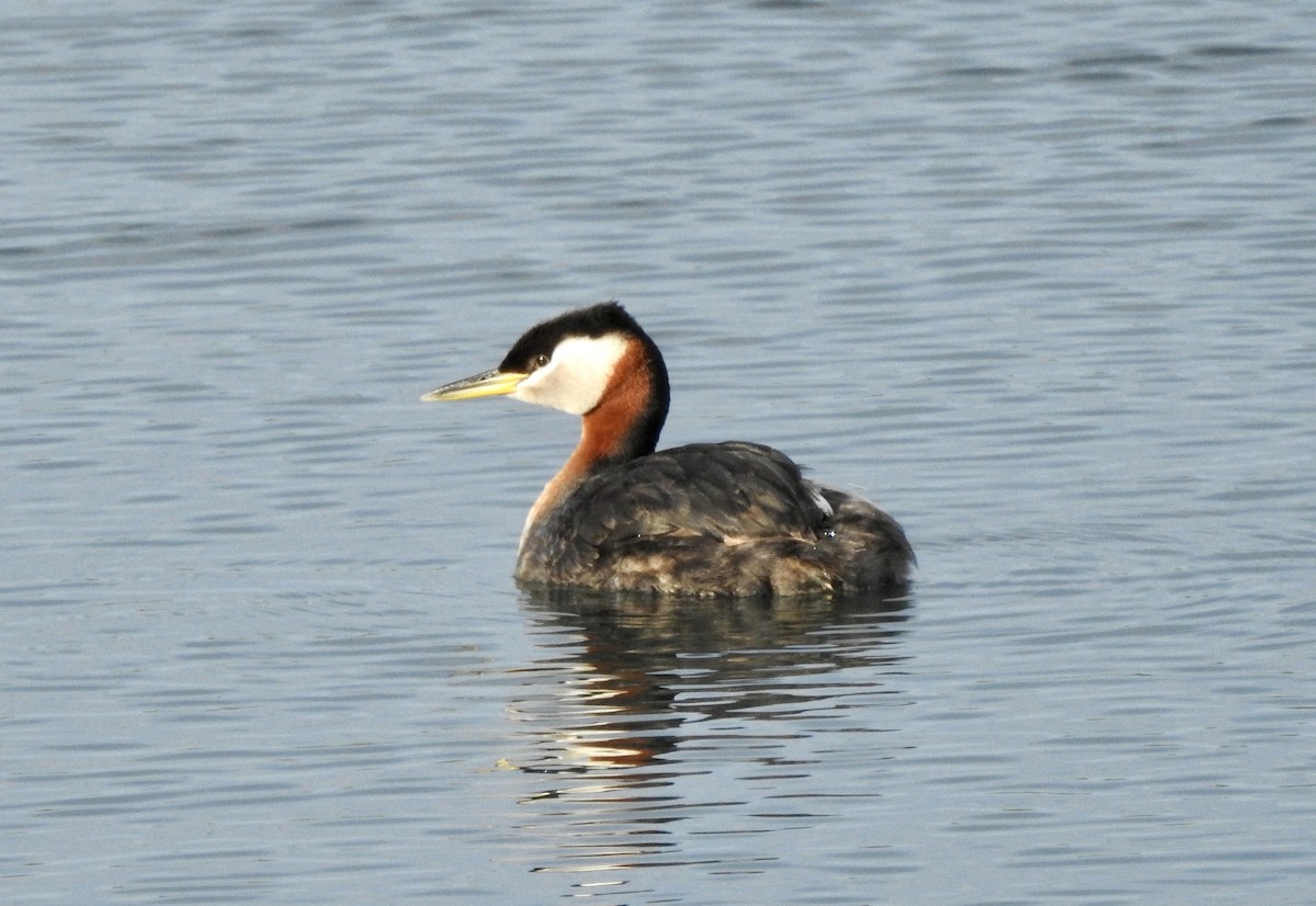 Red-necked Grebe - ML620486807