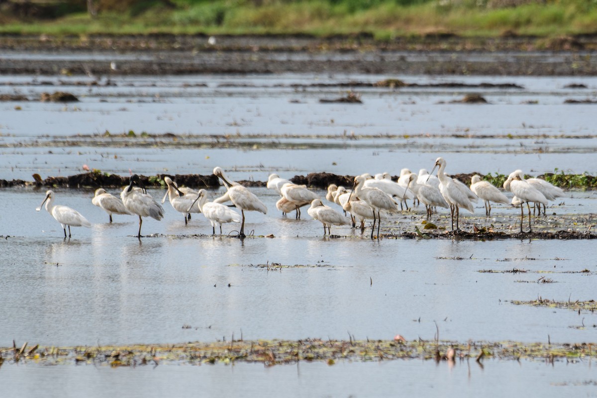 Eurasian Spoonbill - ML620486808