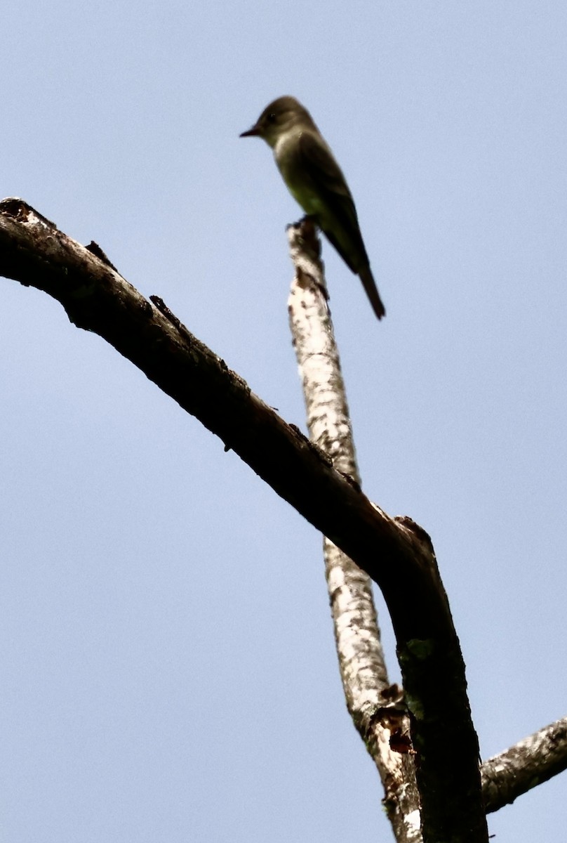 Northern Tropical Pewee - Debbie Crowley