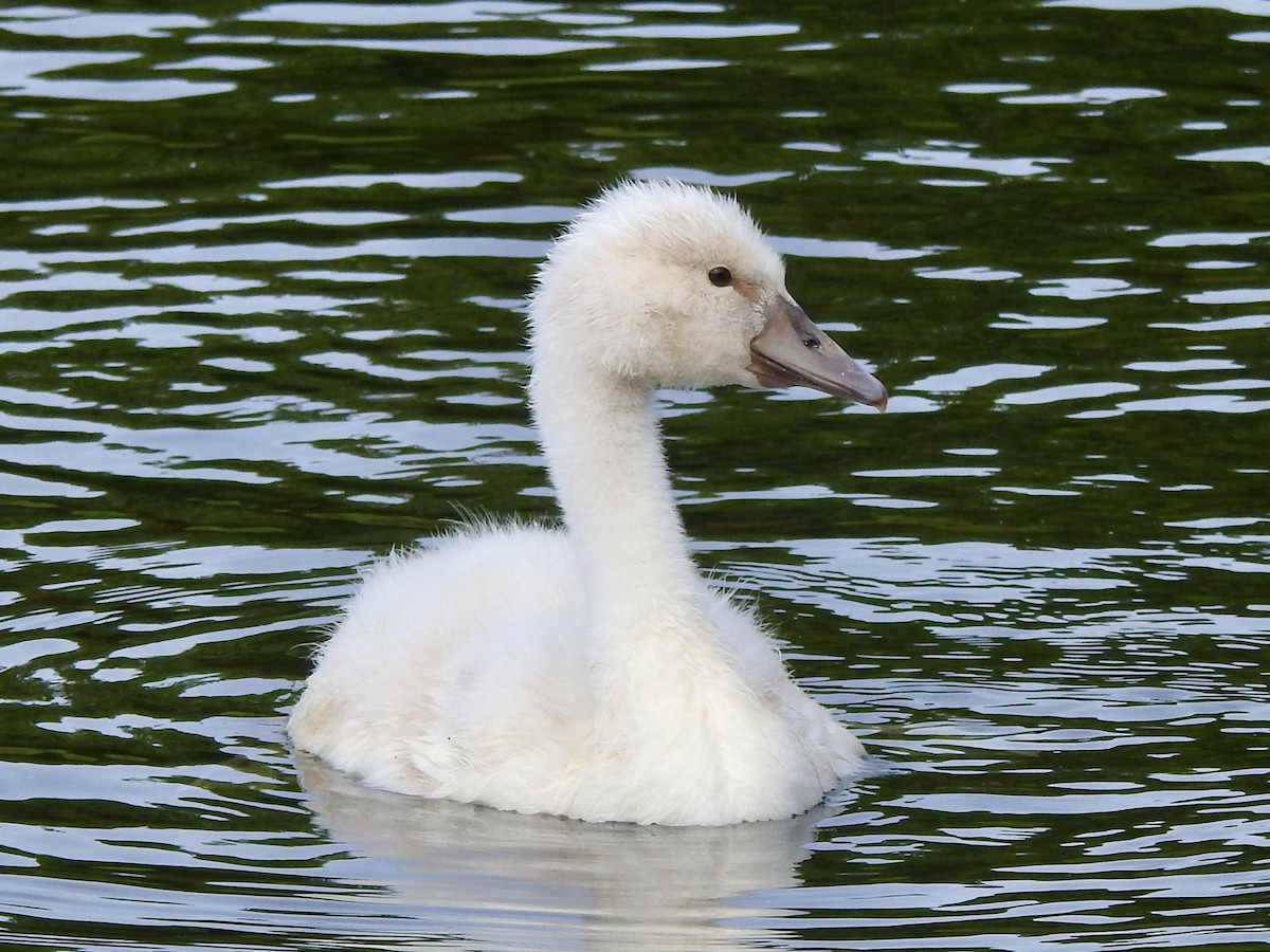 Cygne tuberculé - ML620486814