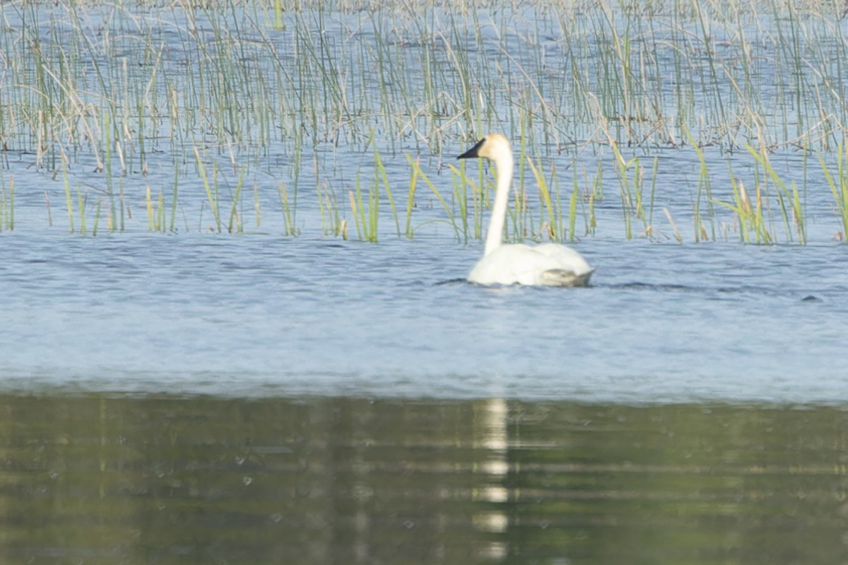 Trumpeter Swan - ML620486820