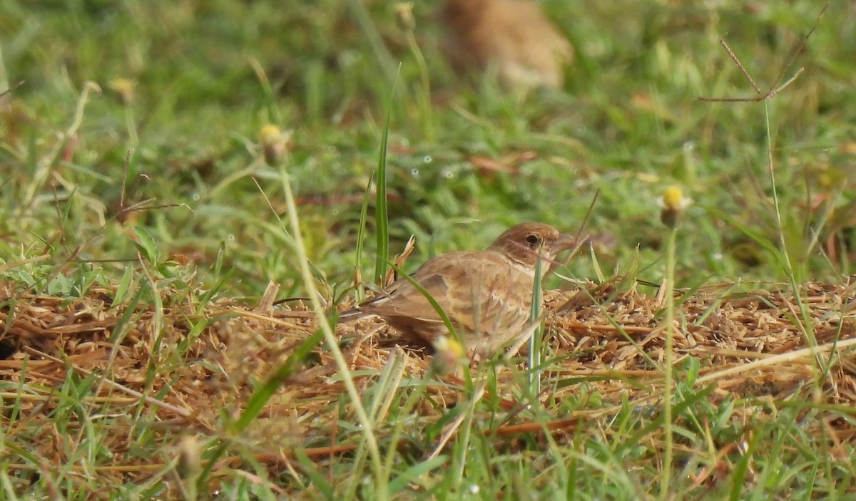 Ashy-crowned Sparrow-Lark - ML620486824