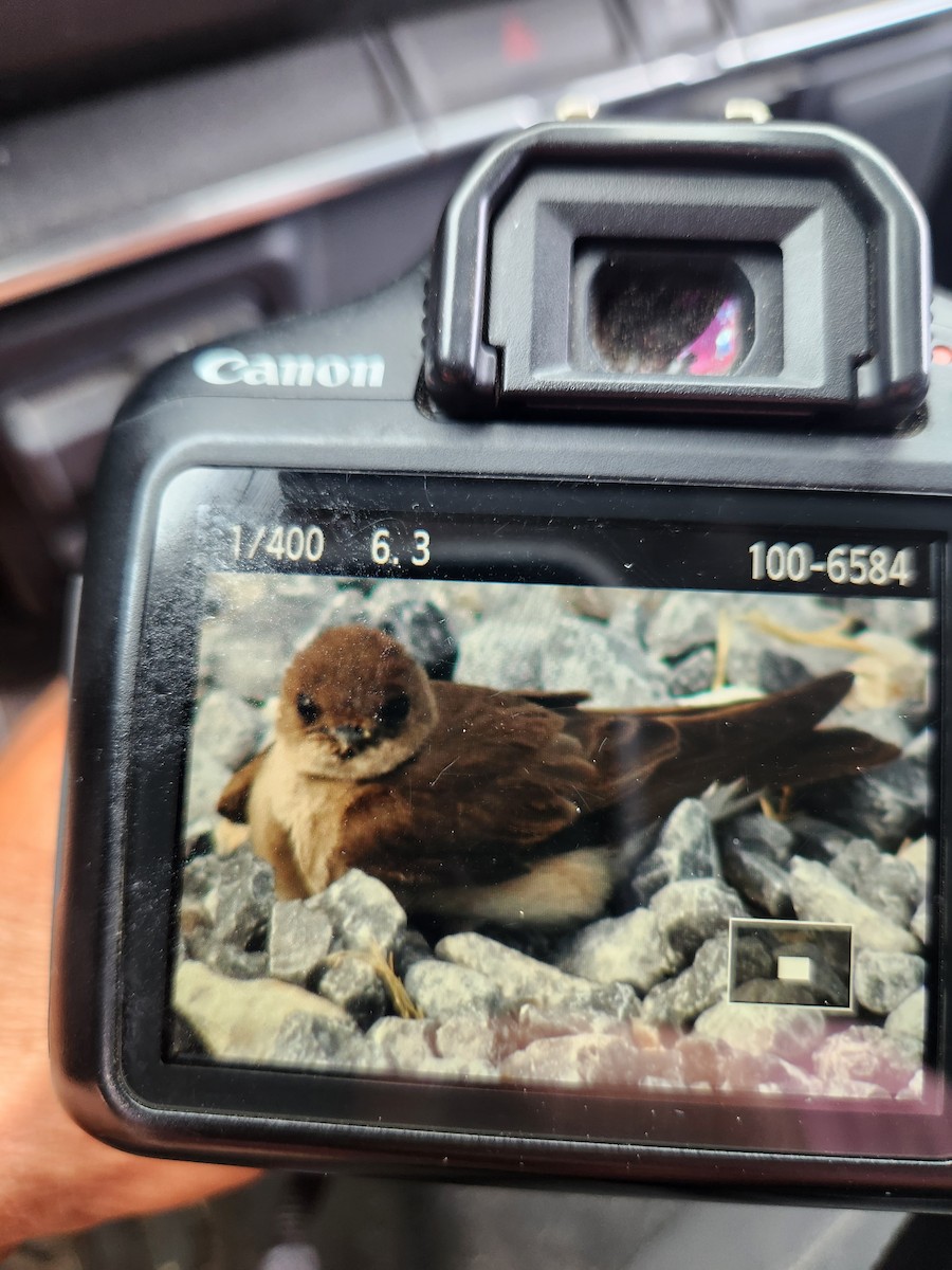 Golondrina Aserrada - ML620486828