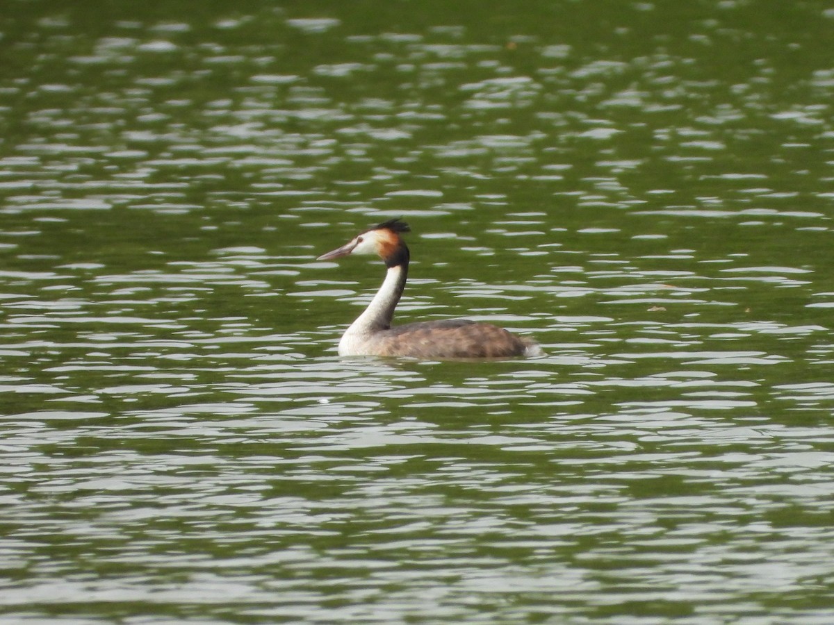 Great Crested Grebe - valerie pelchat