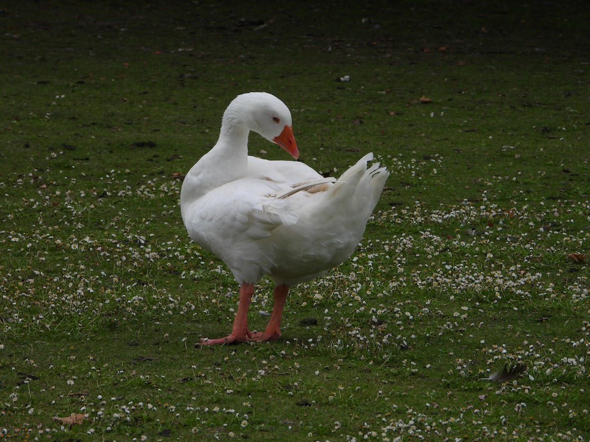 Graylag Goose (Domestic type) - ML620486846