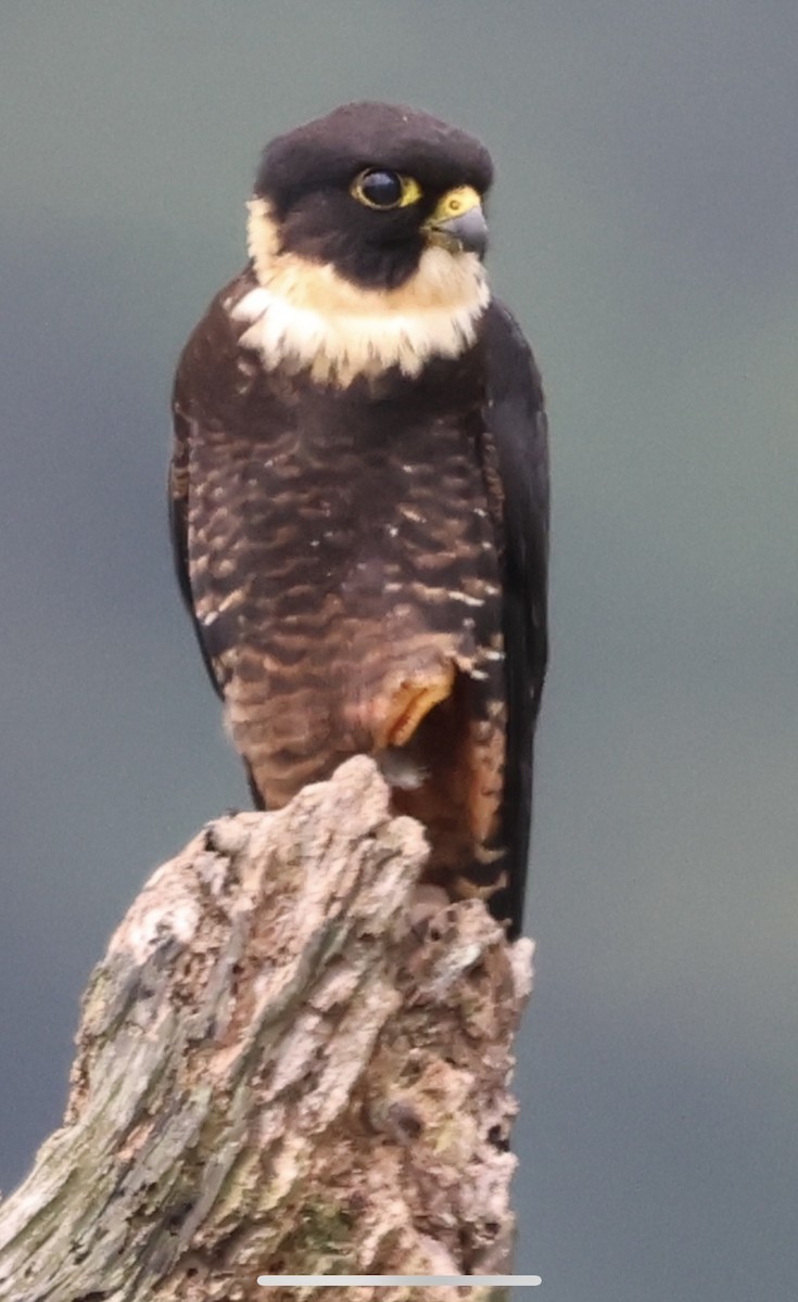 Bat Falcon - ML620486850