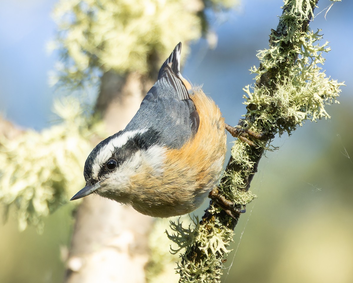 Red-breasted Nuthatch - ML620486861