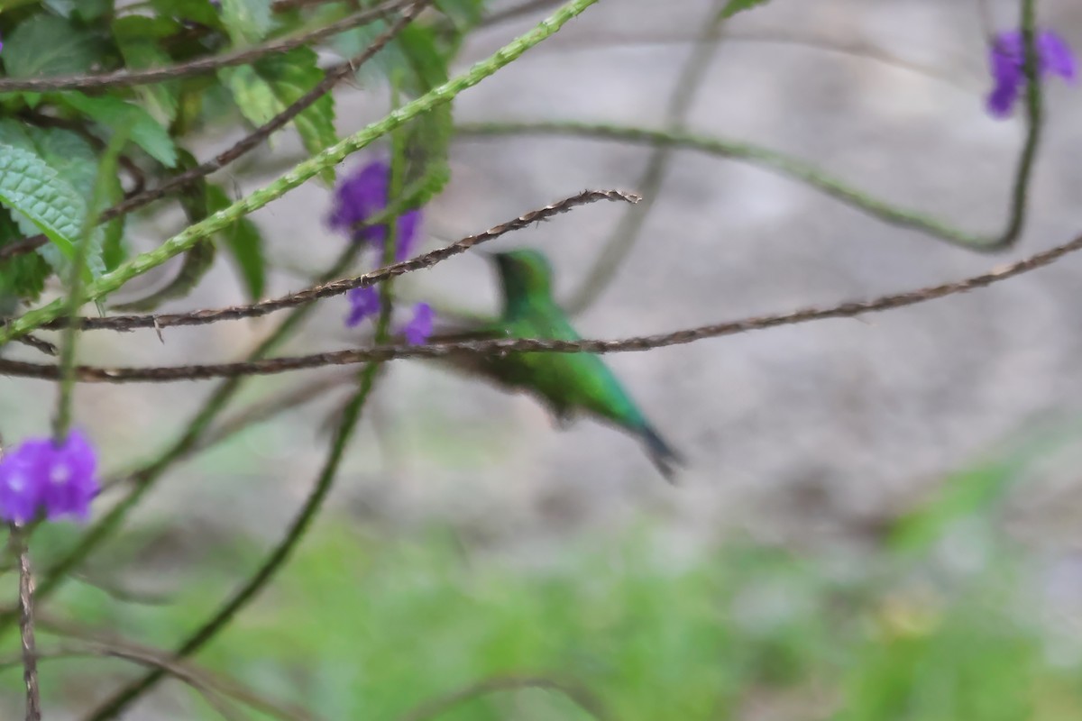 Red-billed Emerald - ML620486865