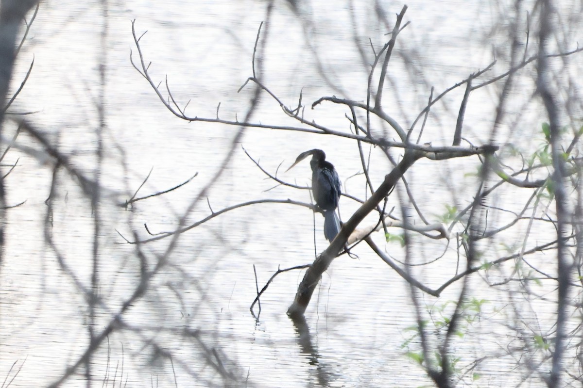 Oriental Darter - ML620486866